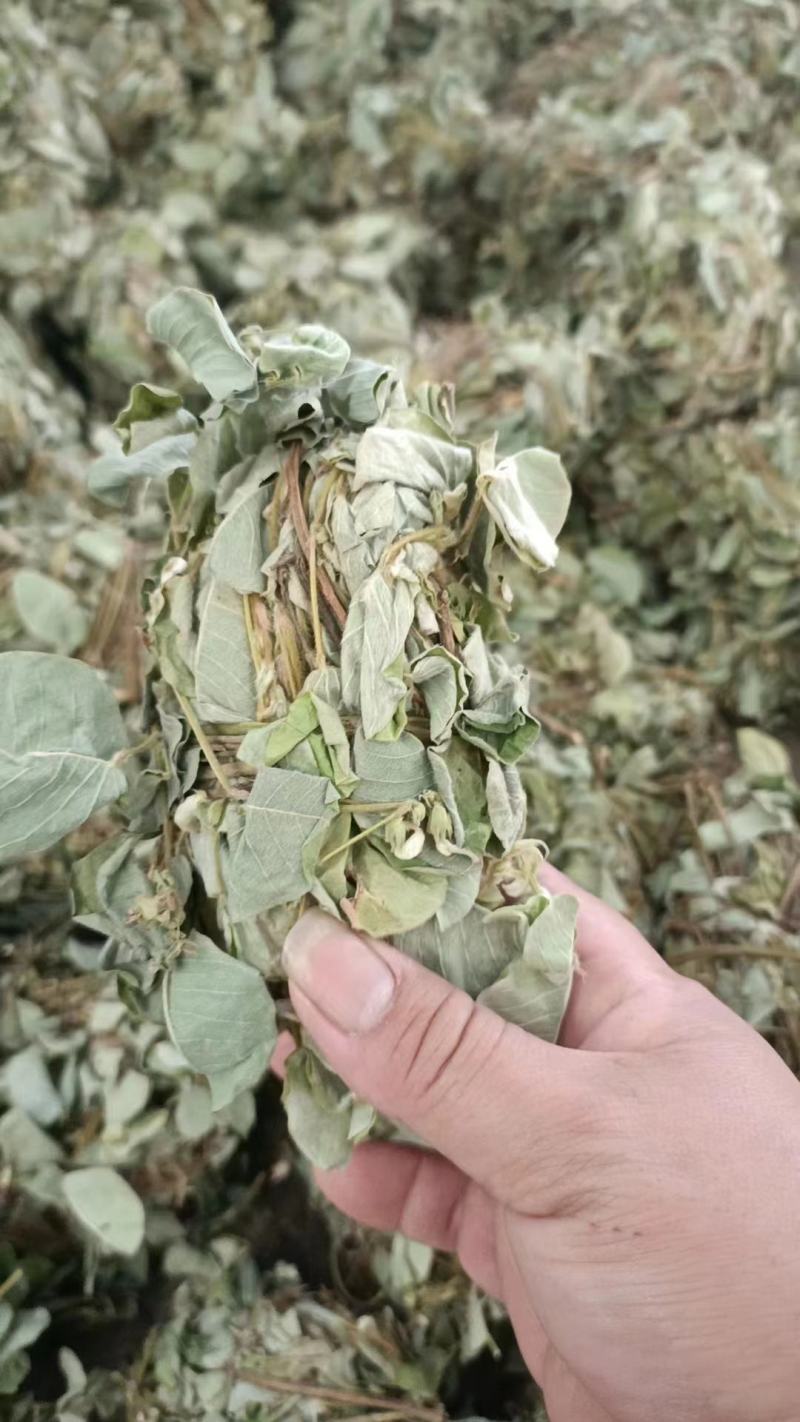 金钱草新货扎把切好量大优惠，全国发货