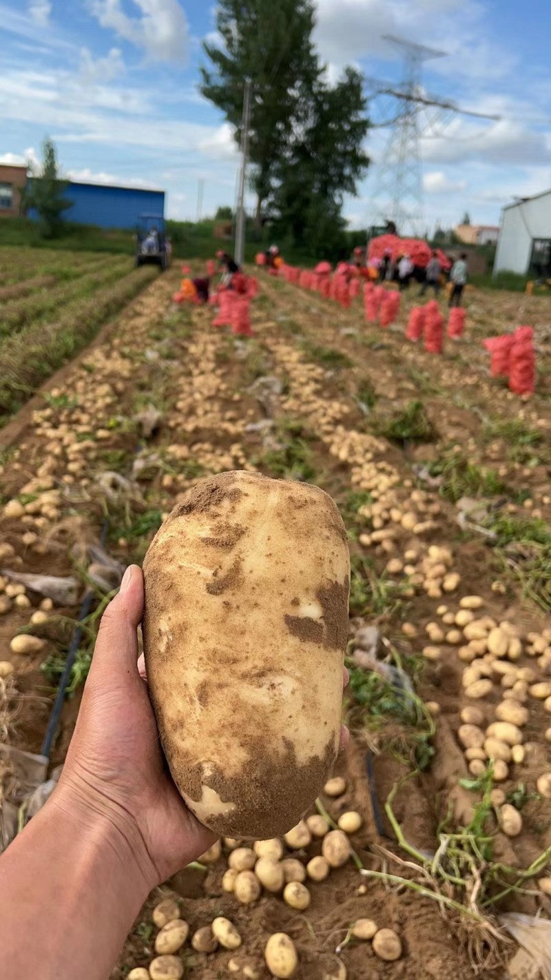 土豆大量上市纯沙地的V7.沃土5号，实验一号，薯形好！