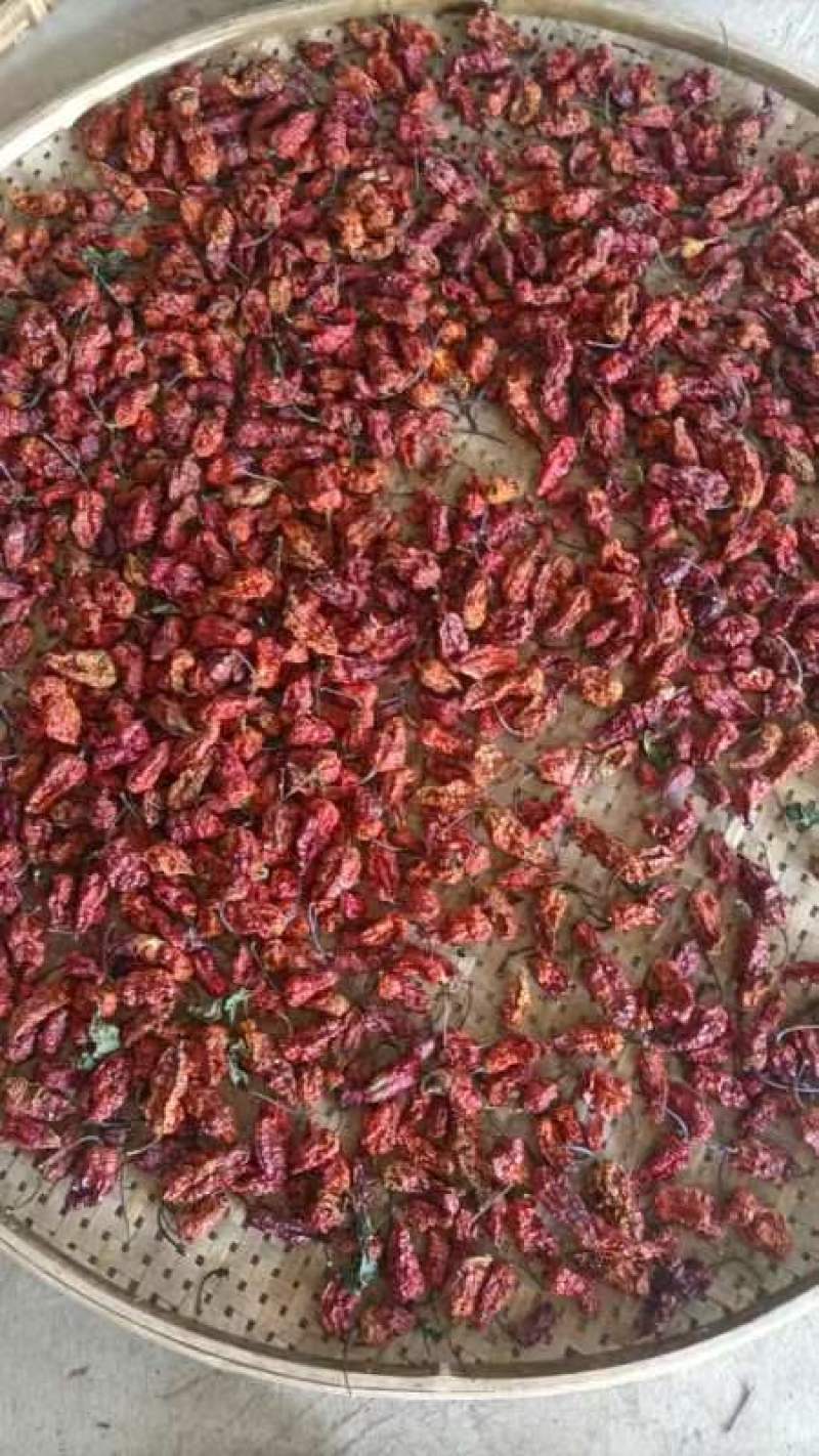 工业辣椒干辣椒和新鲜的都有，量大欢迎咨询