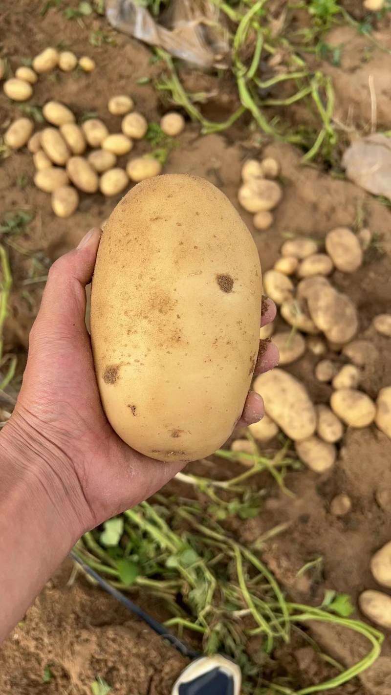 土豆大量上市纯沙地的V7.沃土5号，实验一号，薯形好！
