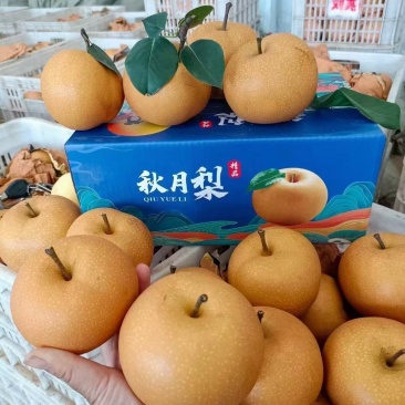 秋月梨，黄金梨，晚秋黄梨，阳光玫瑰！大量上市中
