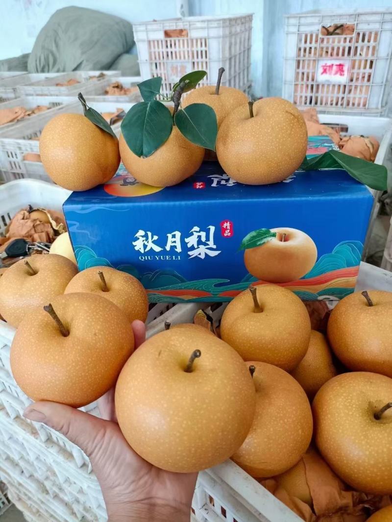 秋月梨，黄金梨，晚秋黄梨，阳光玫瑰！大量上市中