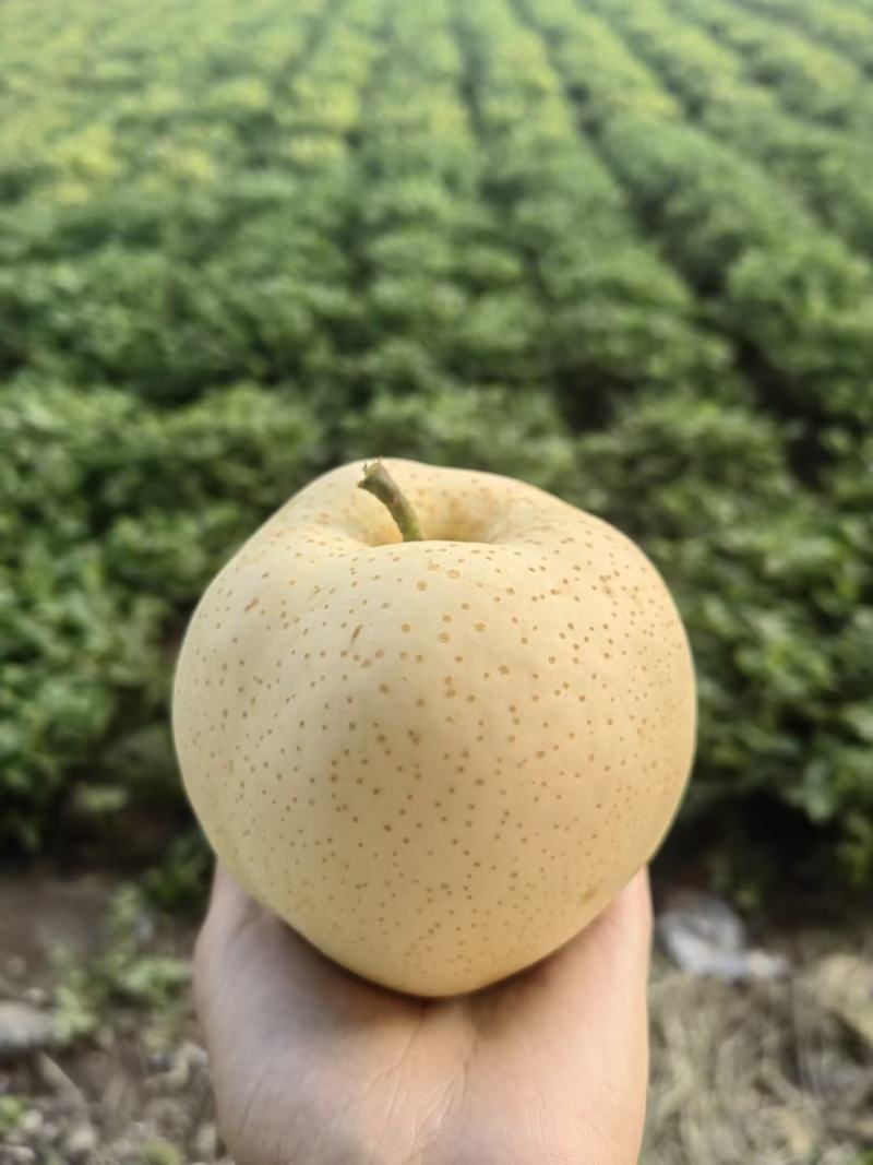 秋月梨，黄金梨，晚秋黄梨，阳光玫瑰！大量上市中