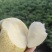秋月梨，黄金梨，晚秋黄梨，阳光玫瑰！大量上市中