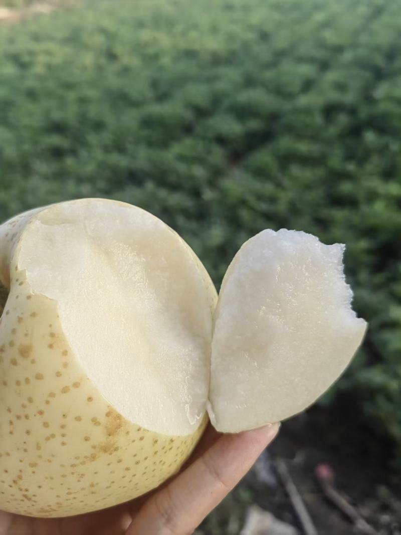 秋月梨，黄金梨，晚秋黄梨，阳光玫瑰！大量上市中