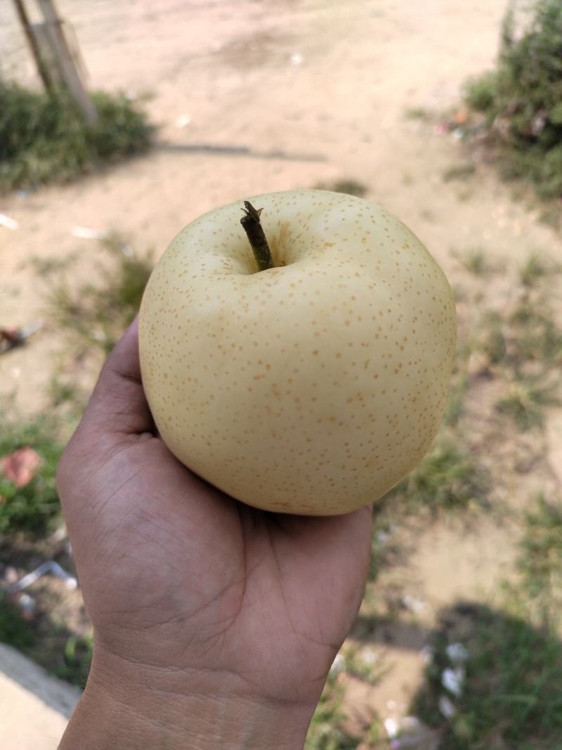 秋月梨，黄金梨，晚秋黄梨，阳光玫瑰！大量上市中