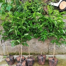 遵义荔枝小苗基地，仁怀晚熟荔枝批发，毕节昭通鸡嘴无核荔枝