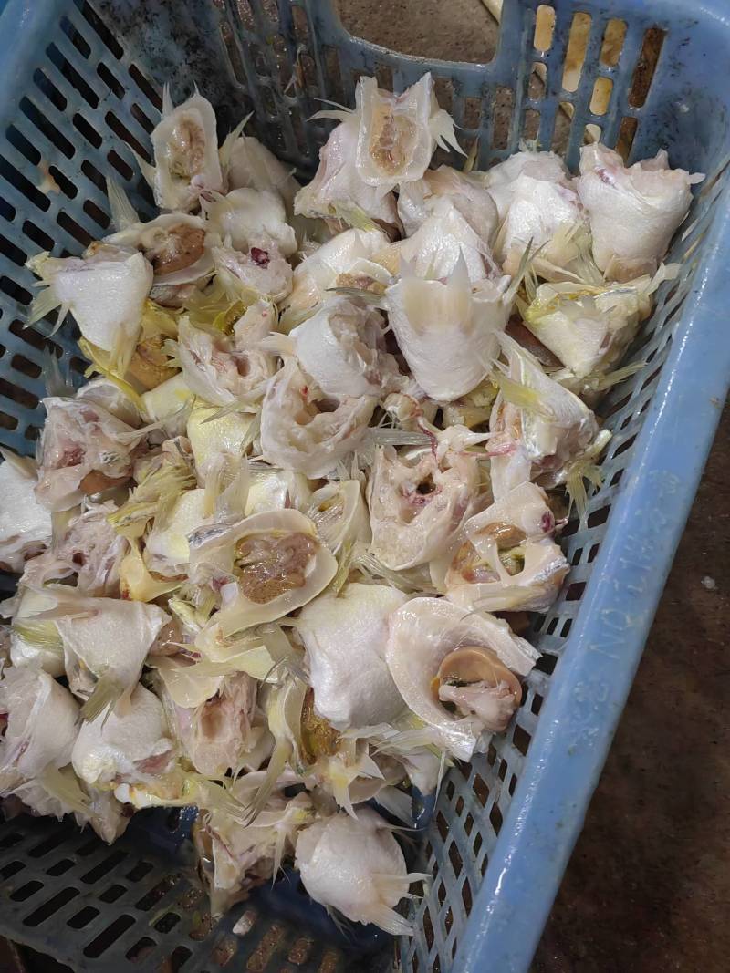 嘉州鲈下巴