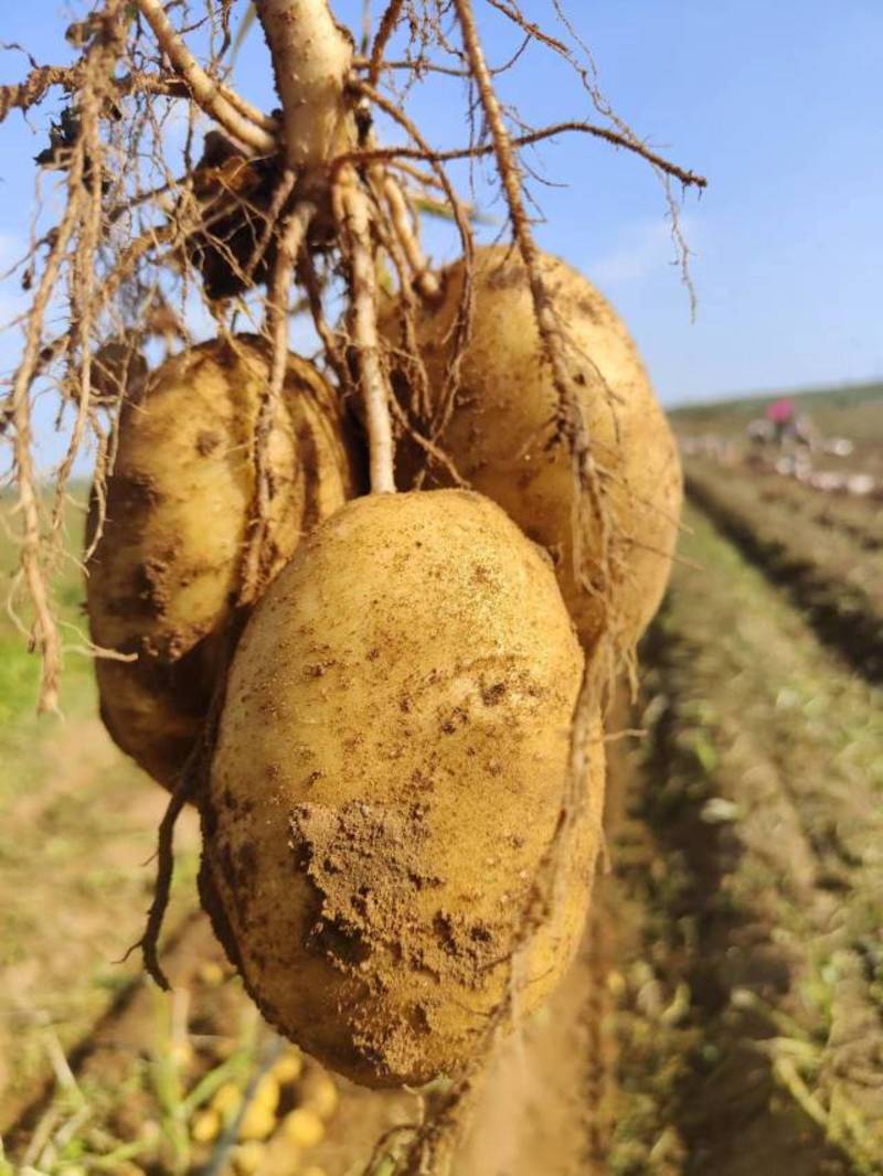 内蒙古四子王旗希森土豆一手货源全国发货电商市场