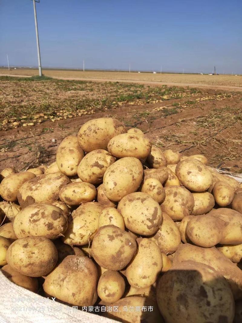内蒙古四子王旗希森土豆一手货源全国发货电商市场