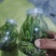 铁皮石斛苗子一年苗两年的苗三年的苗