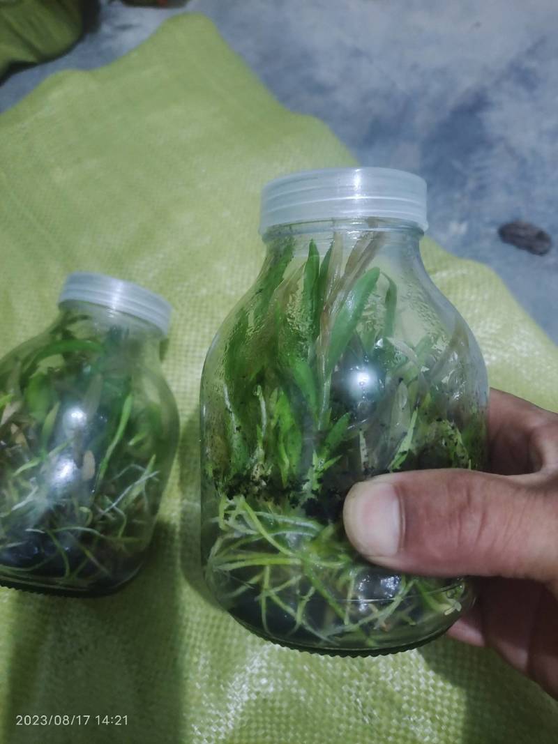 铁皮石斛苗子一年苗两年的苗三年的苗