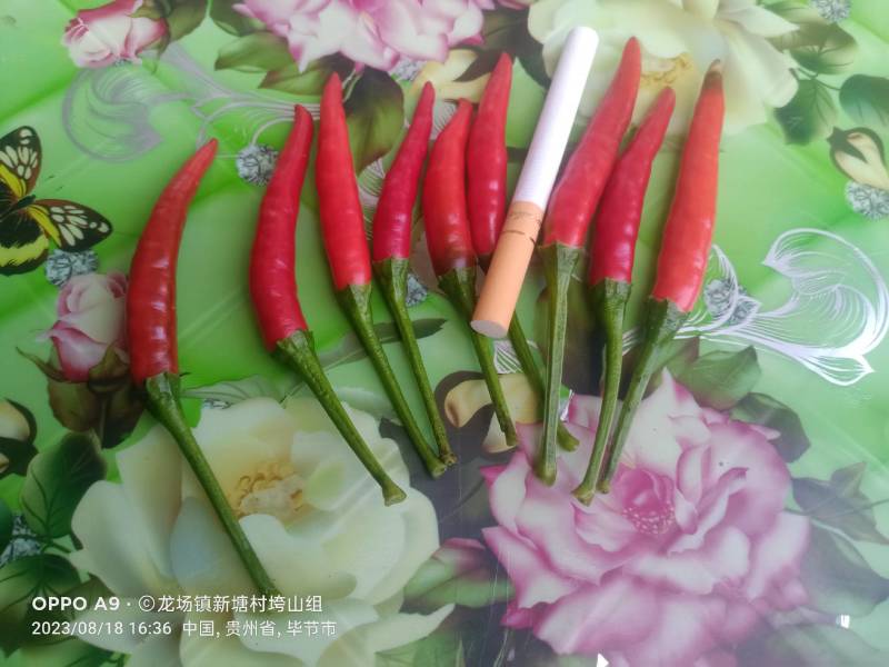 大量现货新52小米辣椒