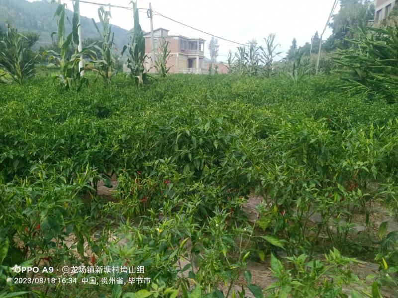 大量现货新52小米辣椒