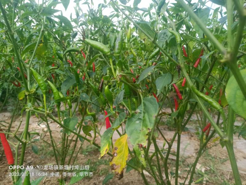 大量现货新52小米辣椒