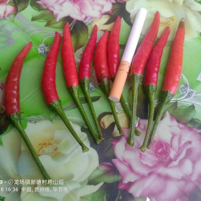 大量现货新52小米辣椒