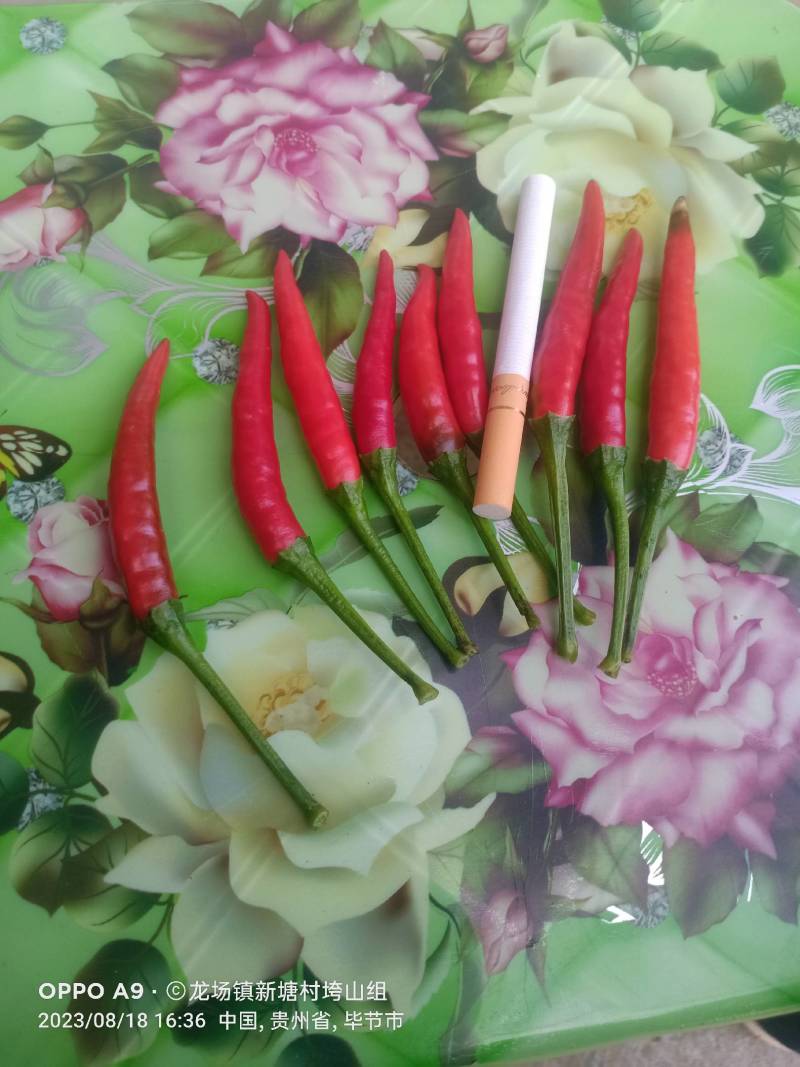 贵州新52小米辣大量供应