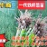 【优质】铁杆葱苗精品钢葱苗基地直发欢迎联