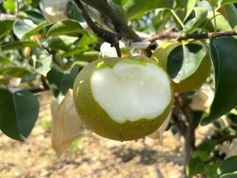 青岛华山风水🍐产地，头茬刚上市，欢迎订购