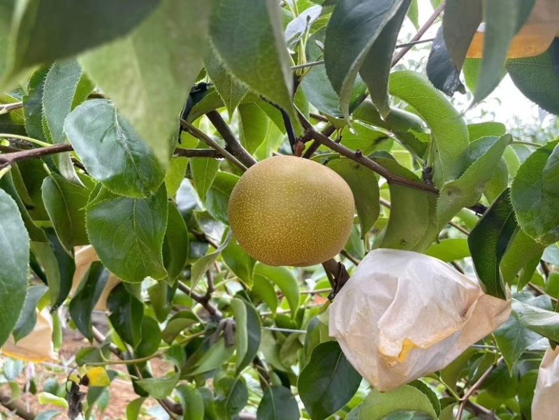 青岛华山风水🍐产地，头茬刚上市，欢迎订购