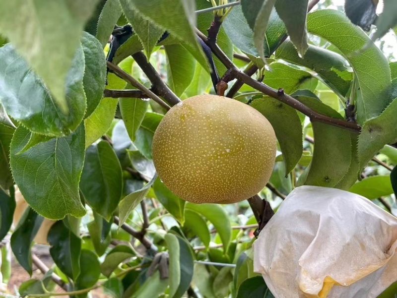 青岛华山风水🍐产地，头茬刚上市，欢迎订购