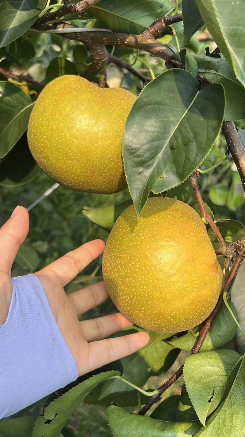 青岛华山风水🍐产地，头茬刚上市，欢迎订购