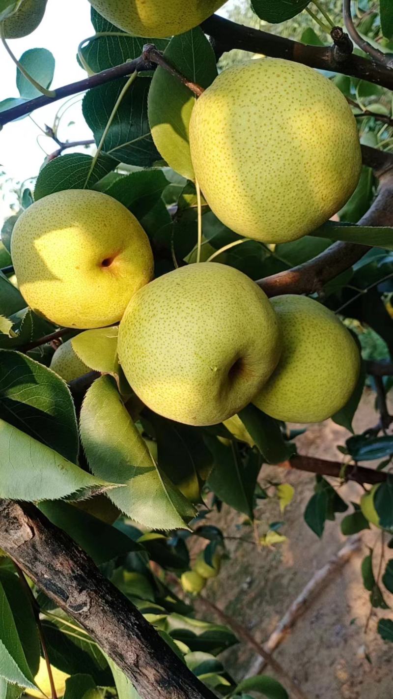 自家种的白酥梨现摘直接上车保质量不是代办