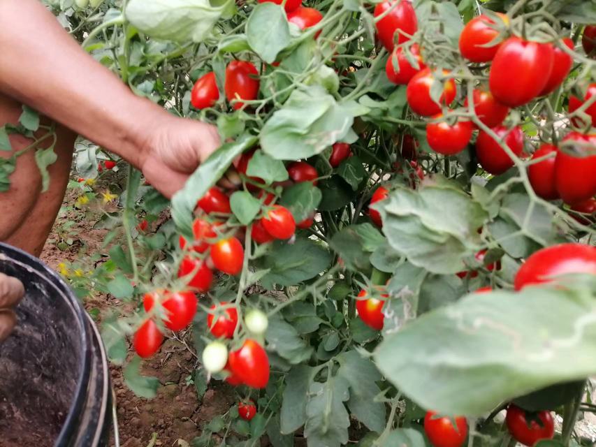 圣女果成熟果实与采摘