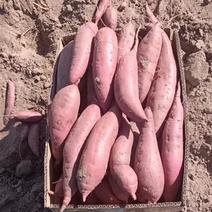 烟薯25河北沙地红薯地瓜规格多样按需发货量大从优全国可发