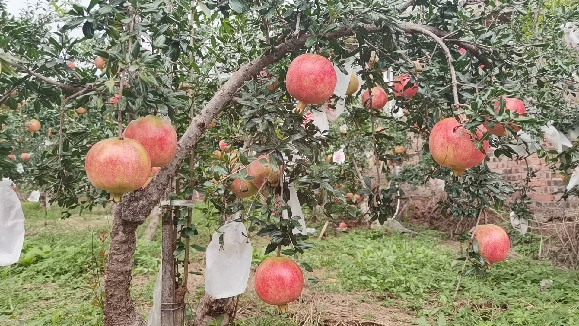 四川会理软籽石榴果园实景图,展示即将成熟的果实 会理软籽石榴果园