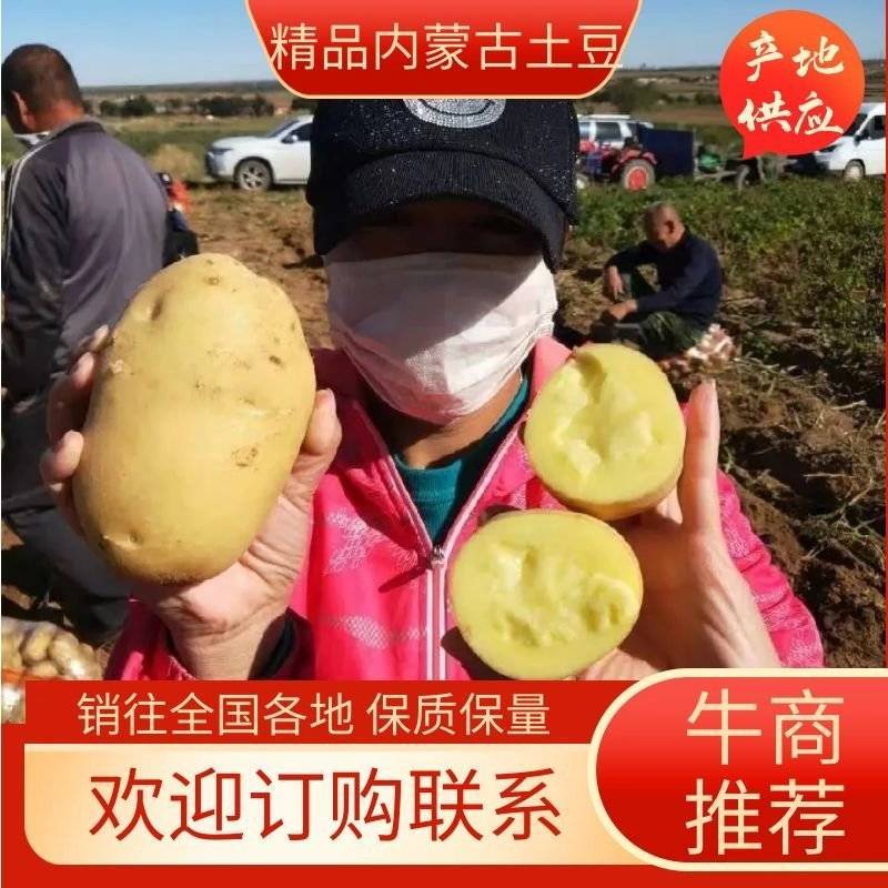 内蒙古四子王旗武川精品希森大量上市，欢迎各市场老板合做