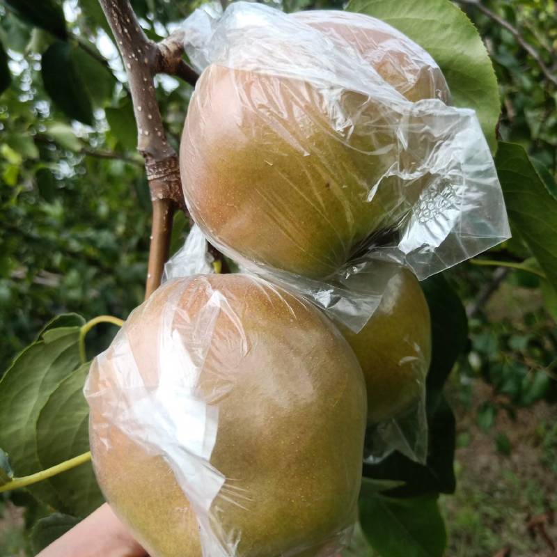 【梨】山西雨露香梨皮薄多汁冷库货大量供应全国发货