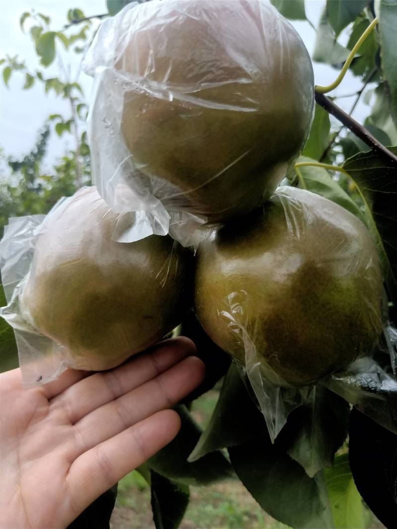 【梨】山西雨露香梨皮薄多汁冷库货大量供应全国发货