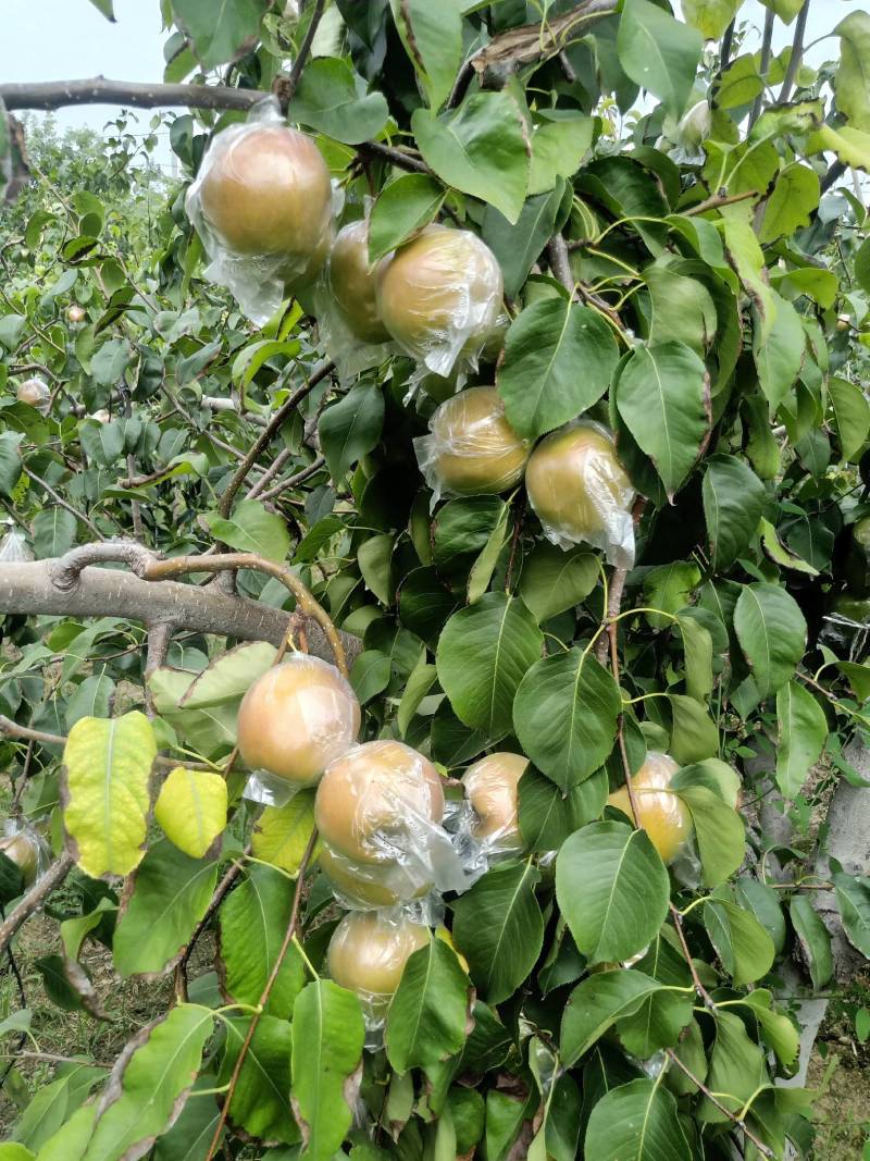 【梨】山西雨露香梨皮薄多汁冷库货大量供应全国发货