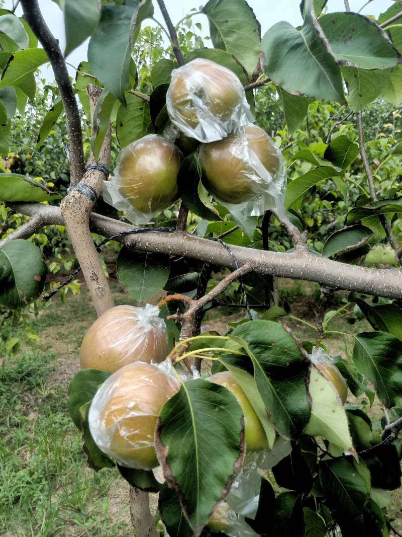 【梨】山西雨露香梨皮薄多汁冷库货大量供应全国发货