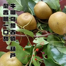 大黄梨