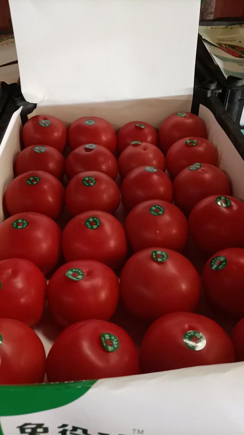 【实力商家】精品西红柿个头均匀一手货源代发全国