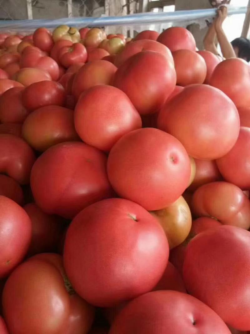【实力商家】精品西红柿个头均匀一手货源代发全国