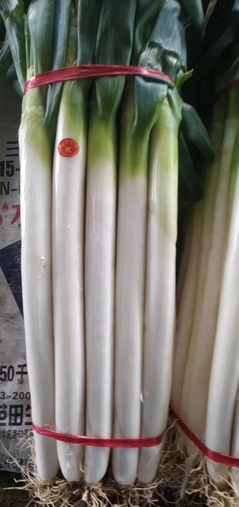 精品铁杆杠葱一手货源品质保证视频看货代发全国
