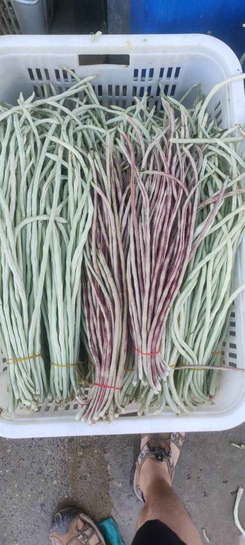 花豇豆长豆角大量上市