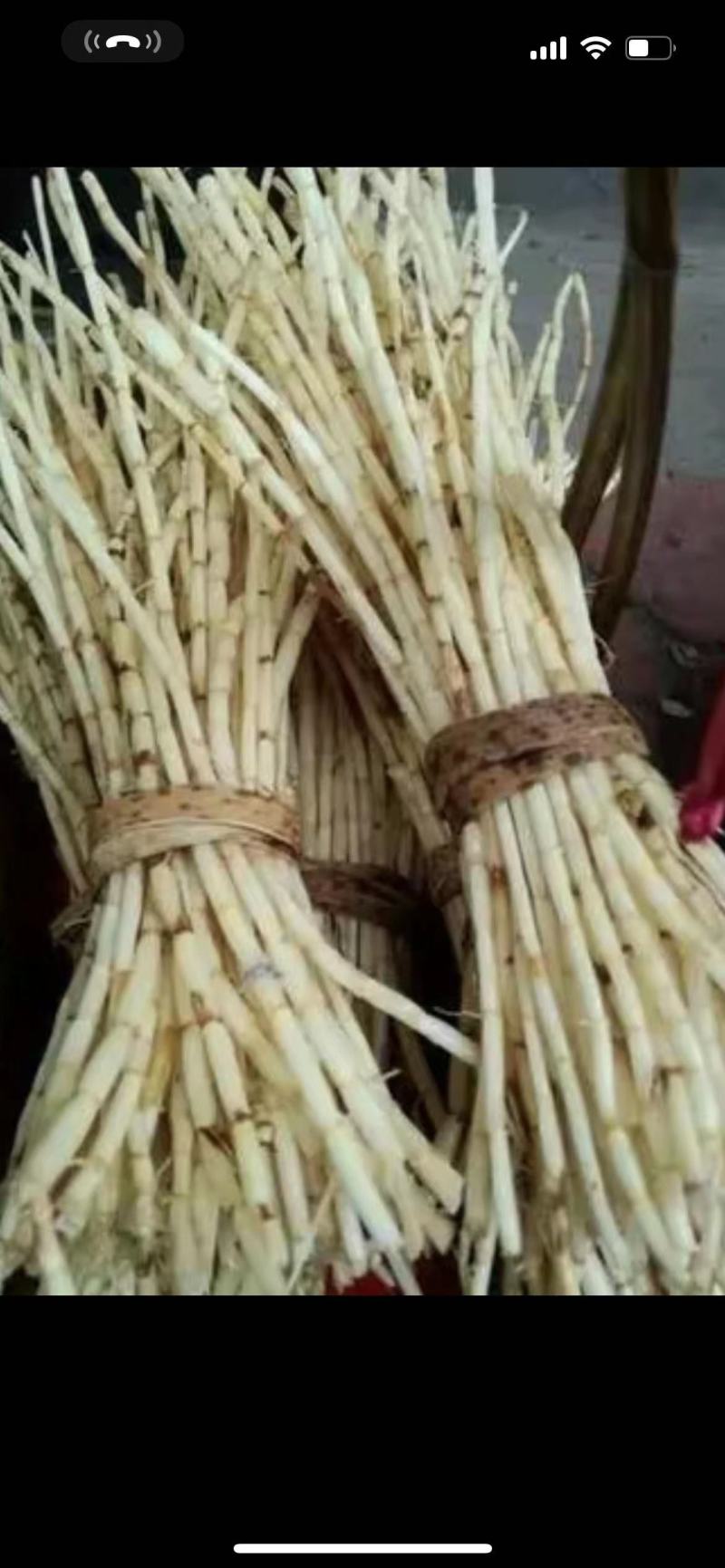 白芧根