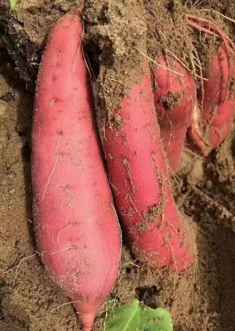 红薯-西瓜红-龙九-紫薯-应有尽有-量大从优-优质电商