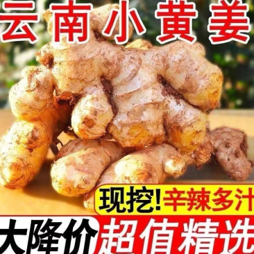 云南新鲜生姜小黄姜5斤精选鲜嫩新鲜姜蔬菜一件代发