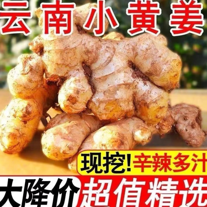 云南新鲜生姜小黄姜5斤精选鲜嫩新鲜姜蔬菜一件代发