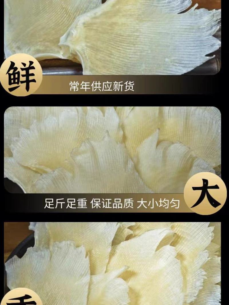 【精选】北海浦鱼翅大量供应一手货源品质保证量大从优