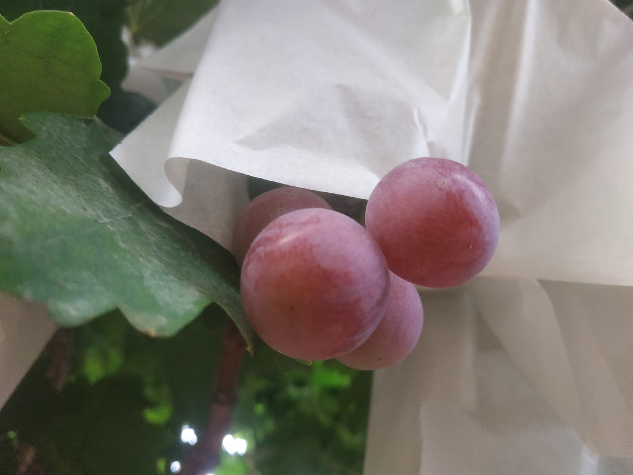 红提在冰箱冷冻室中