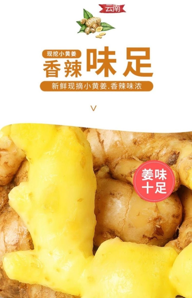 云南新鲜生姜小黄姜5斤精选鲜嫩新鲜姜蔬菜一件代发