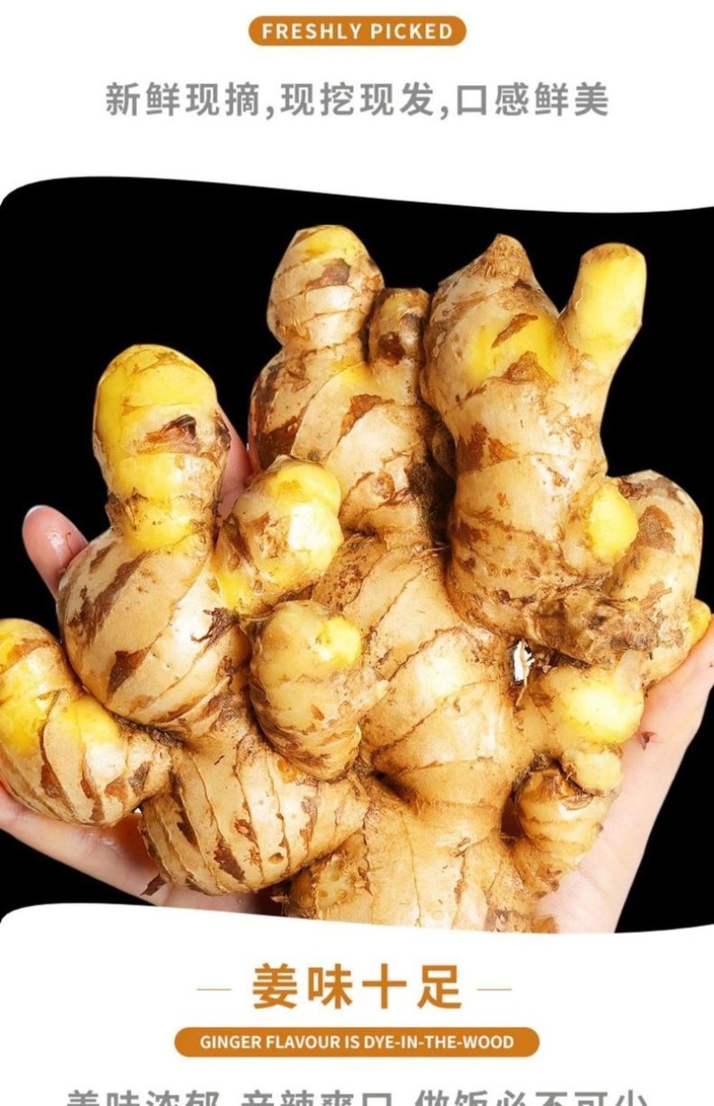 云南新鲜生姜小黄姜5斤精选鲜嫩新鲜姜蔬菜一件代发