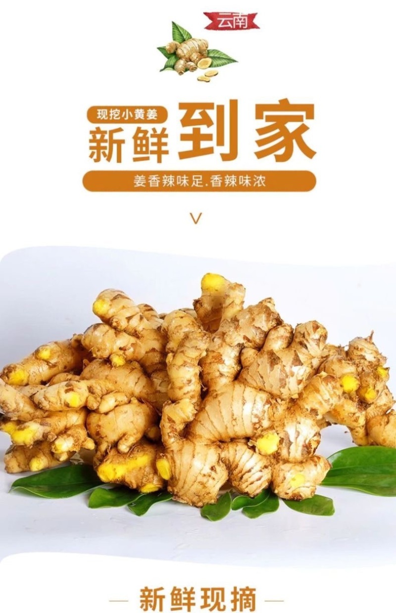 云南新鲜生姜小黄姜5斤精选鲜嫩新鲜姜蔬菜一件代发