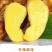 云南新鲜生姜小黄姜5斤精选鲜嫩新鲜姜蔬菜一件代发